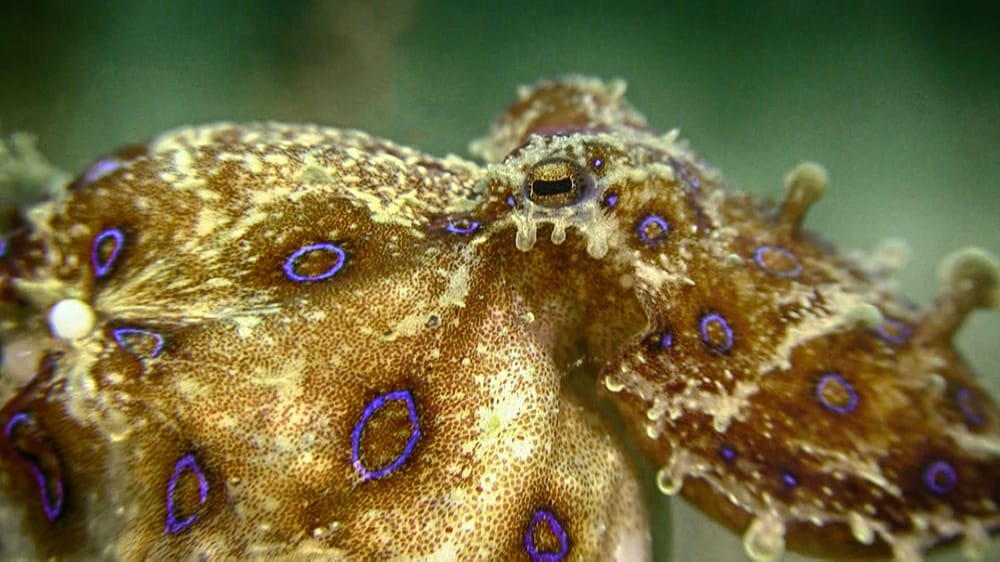 Giftiger Blauring-Oktopus