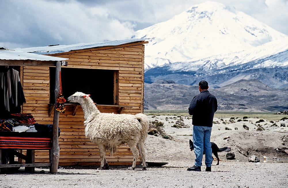 Lama steht bei einem Shop