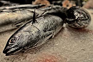 Fische mit toten Augen