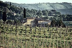 Weinberg in der Toskana