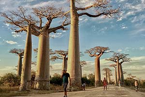 Baobaballee in Madagaskar