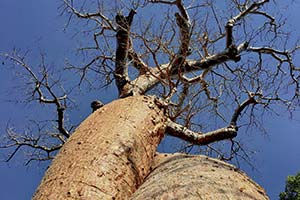 verschlungene Baobab Amoureux