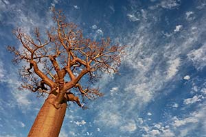 Baobab bei Sonnenuntergang