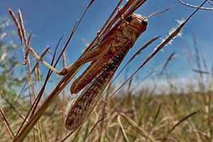 Heuschrecke in Madagaskar