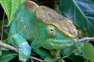 grünes Chamäleon in Madagaskar