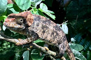 braunes Chamäleon in Madagaskar