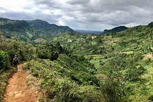 Regenwald in Madagaskar