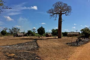Baobab vor abgebranntem Stück Land