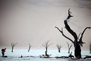 Tote Bäume im Deadvlei der Namib