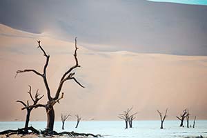 Tote Bäume im Deadvlei in der Namib