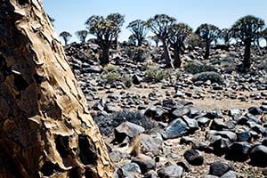 Köcherbaumwald in Namibia