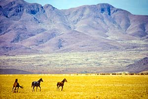 Pferde vor Gebirgszug in Namibia
