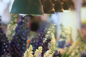 Blumen auf Markt in Seattle