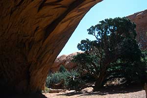 Blick auf Baum durch Steinbogen