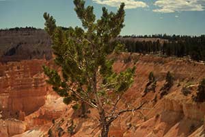 Baum im Bryce Canyon