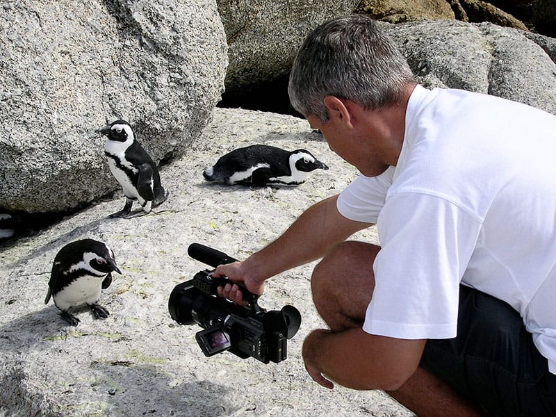 Michael Marx filmt Pinguine in Südafrika